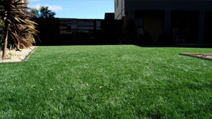 Artificial Grass